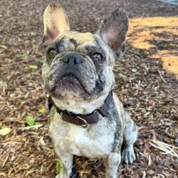 Shelter Stray Male Dog last seen Near E 20th st, Oakland, CA, 1101 29th Ave, Oakland, CA 94601, USA