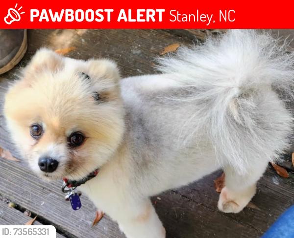 Lost Female Dog last seen Keith hawthorn Ford across from walmart in belmont, Stanley, NC 28164