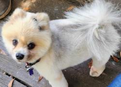 Lost Female Dog last seen Keith hawthorn Ford across from walmart in belmont, Stanley, NC 28164