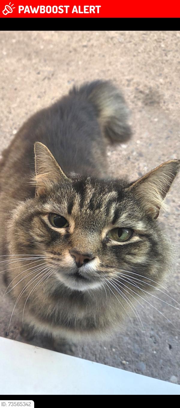 Lost Male Cat last seen Beech road, cherry tree walk, Staffordshire, England B79 8QG