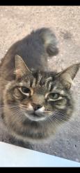 Lost Male Cat last seen Beech road, cherry tree walk, Staffordshire, England B79 8QG