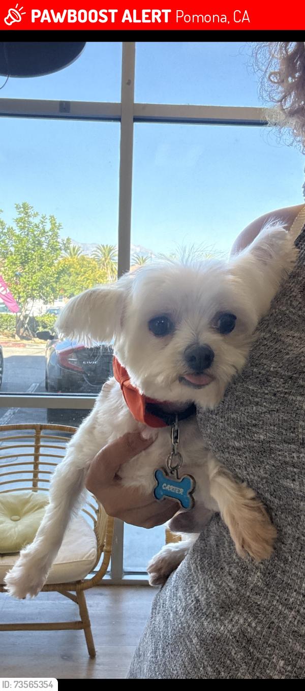 Lost Male Dog last seen Stagecoach & Sundance, Pomona, CA 91766