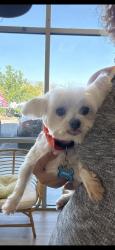 Lost Male Dog last seen Stagecoach & Sundance, Pomona, CA 91766