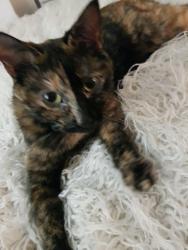 Found/Stray Female Cat last seen 39th and 39th Howe, Minneapolis, MN 55406