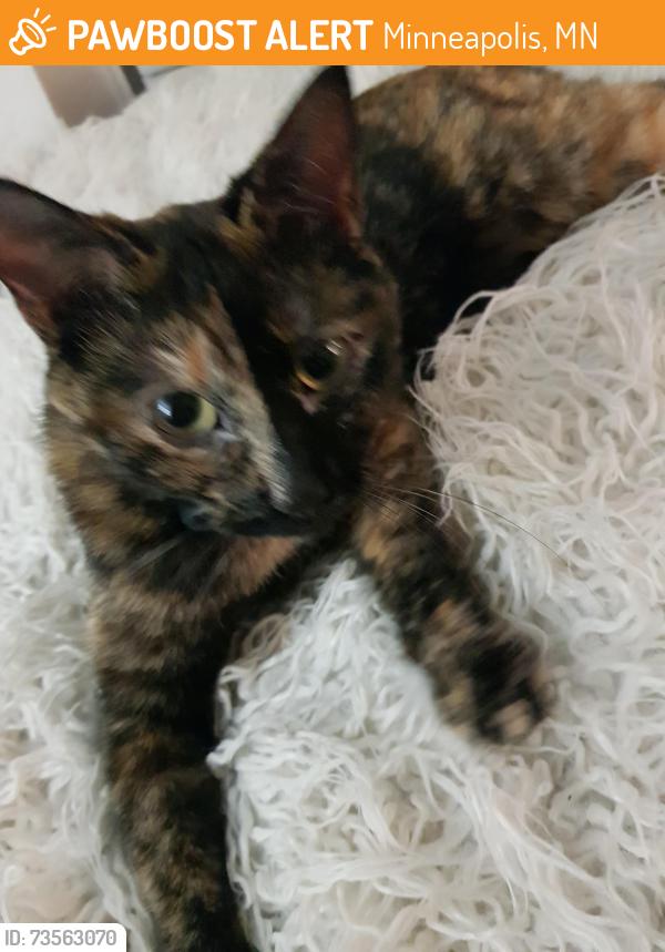 Found/Stray Female Cat last seen 39th and 39th Howe, Minneapolis, MN 55406