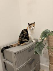 Lost Female Cat last seen Via Hornitos, San Lorenzo, San Lorenzo, CA 94580