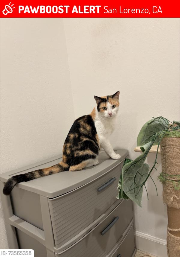 Lost Female Cat last seen Via Hornitos, San Lorenzo, San Lorenzo, CA 94580