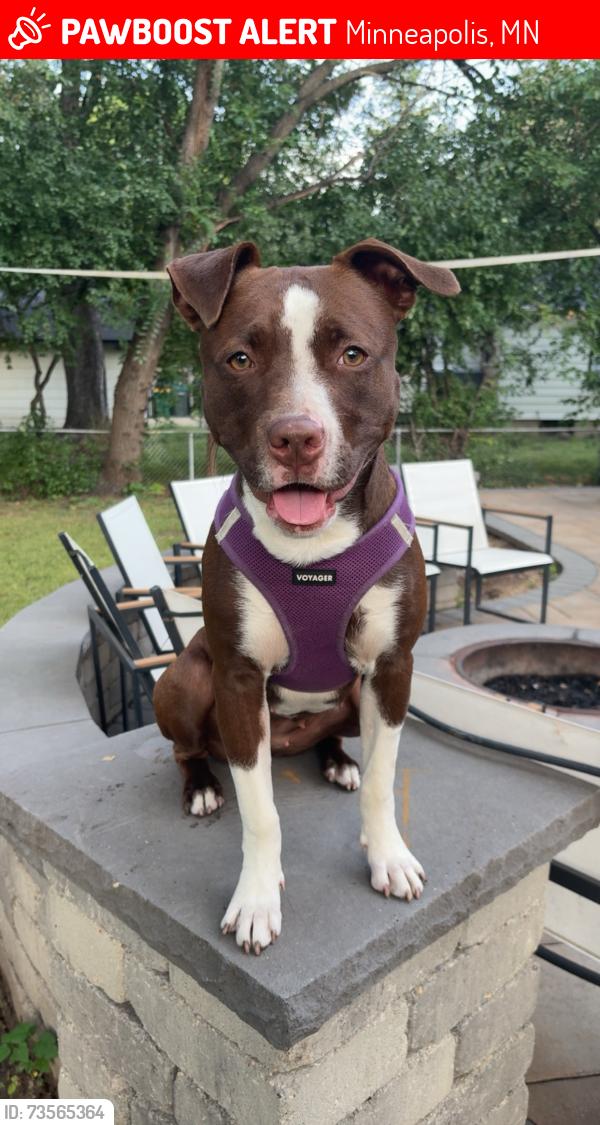 Lost Female Dog last seen 55th bryant, Minneapolis, MN 55430