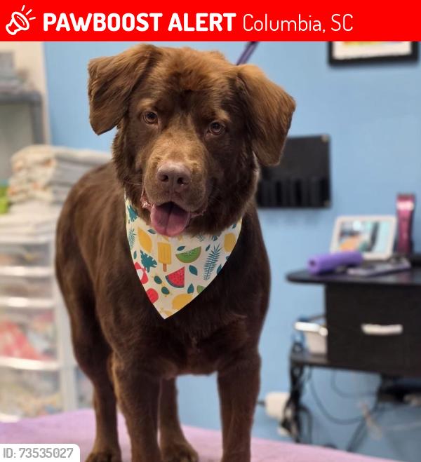 Lost Male Dog last seen Near Magnolia Glen Lane, Columbia, SC 29223
