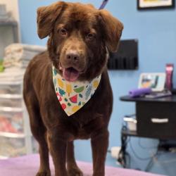 Lost Male Dog last seen Near Magnolia Glen Lane, Columbia, SC 29223