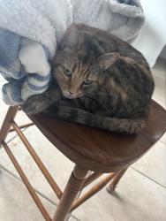 Reunited Female Cat last seen Near jewelry st, Waterbury, CT 06706