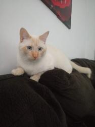 Lost Male Cat last seen Harrier street, VA beach blvd, Virginia Beach, VA 23462