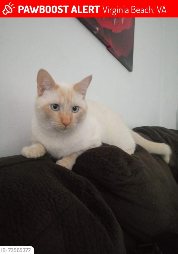 Lost Male Cat last seen Harrier street, VA beach blvd, Virginia Beach, VA 23462