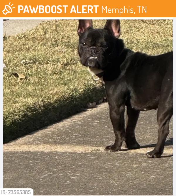 Found/Stray Unknown Dog last seen Timber creek, Memphis, TN 38018