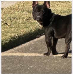 Found/Stray Unknown Dog last seen Timber creek, Memphis, TN 38018