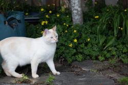 Lost Male Cat last seen Aspenwood Elementary school, Port Moody, BC V3H 5J8