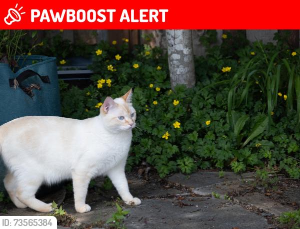 Lost Male Cat last seen Aspenwood Elementary school, Port Moody, BC V3H 5J8