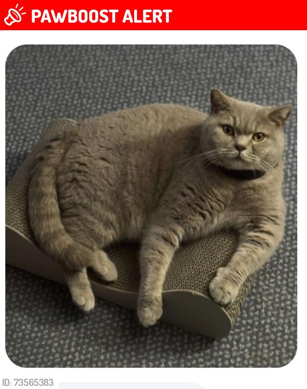 Lost Male Cat last seen Springwell Lane Whetstone Leicester, Whetstone, England LE8 6YZ