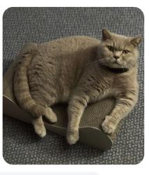 Lost Male Cat last seen Springwell Lane Whetstone Leicester, Whetstone, England LE8 6YZ