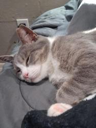 Reunited Male Cat last seen E colonial and jamajo area, Orlando, FL 32803