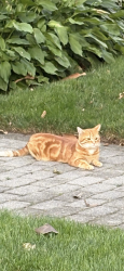 Lost Male Cat last seen Gifford ave and Kennedy Blvd, Jersey City, NJ 07304