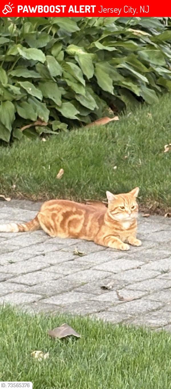 Lost Male Cat last seen Gifford ave and Kennedy Blvd, Jersey City, NJ 07304