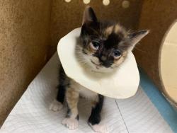Shelter Stray Female Cat last seen WILSON AVE & AMERICAN AVE, 2127 Front St, Sacramento, CA 95818, USA