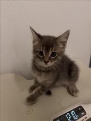 Shelter Stray Male Cat last seen TENNYSON, 16 Barnes Ct, Hayward, CA 94544, USA