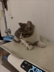 Shelter Stray Male Cat last seen TENNYSON, 16 Barnes Ct, Hayward, CA 94544, USA