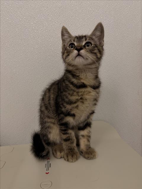 Shelter Stray Male Cat last seen TENNYSON, 16 Barnes Ct, Hayward, CA 94544, USA