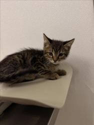 Shelter Stray Male Cat last seen TENNYSON, 16 Barnes Ct, Hayward, CA 94544, USA