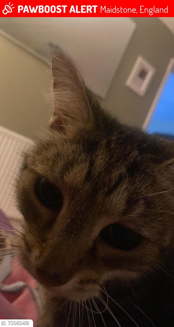 Lost Male Cat last seen Me173xy, Maidstone, England 