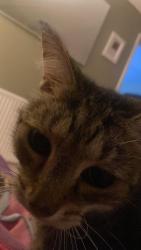 Lost Male Cat last seen Me173xy, Maidstone, England 