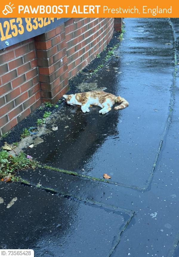 Found/Stray Unknown Cat last seen Corner with Middleton rd, Prestwich, England 