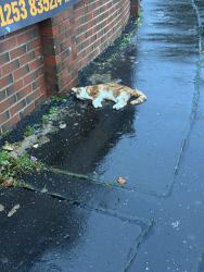 Found/Stray Unknown Cat last seen Corner with Middleton rd, Prestwich, England 