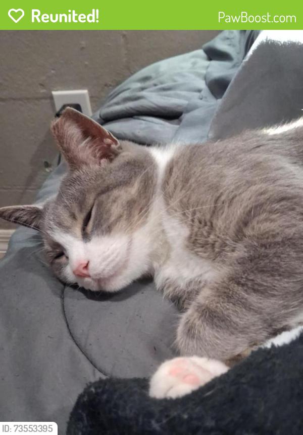 Reunited Male Cat last seen E colonial and jamajo area, Orlando, FL 32803