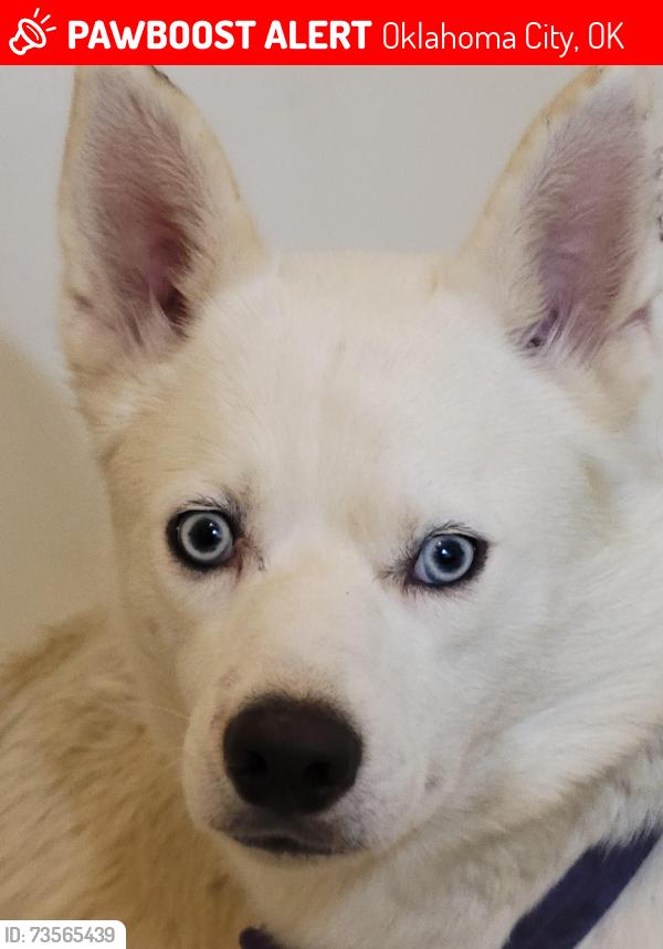 Lost Male Dog last seen Sw 74th St and villa Ave, Oklahoma City, OK 73159