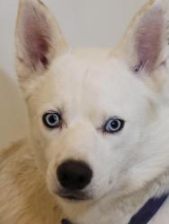 Lost Male Dog last seen Sw 74th St and villa Ave, Oklahoma City, OK 73159