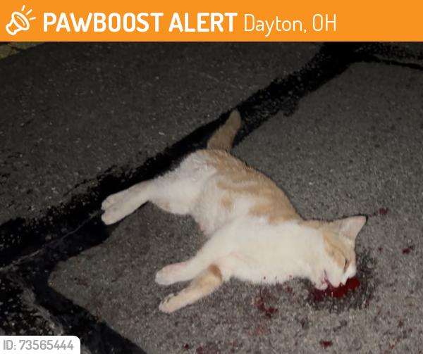 Found/Stray Unknown Cat last seen Marydale Dr & Indian Ripple Rd, Dayton, OH 45440