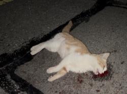 Found/Stray Unknown Cat last seen Marydale Dr & Indian Ripple Rd, Dayton, OH 45440