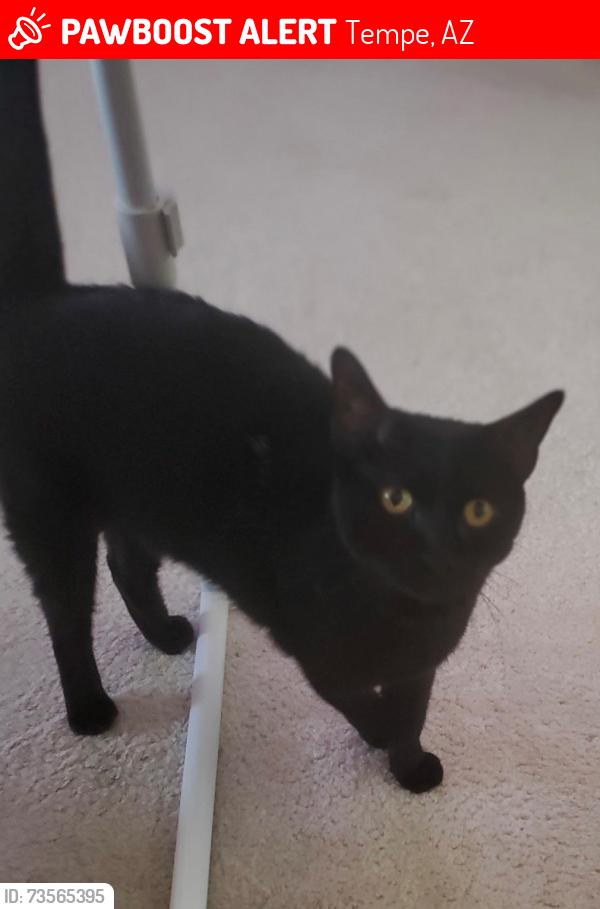 Lost Female Cat last seen McClintock and Southern, Tempe, AZ 85282