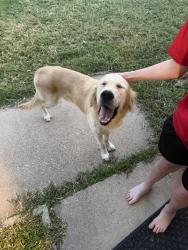 Reunited Unknown Dog last seen Sundown and Summercrest, Burleson, TX 76028