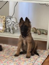 Reunited Male Dog last seen Andrade way sacramento, Sacramento, CA 95608