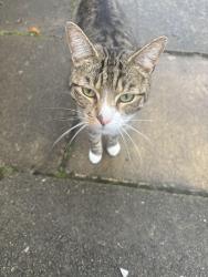Found/Stray Unknown Cat last seen Charles Street, Swinton, England 