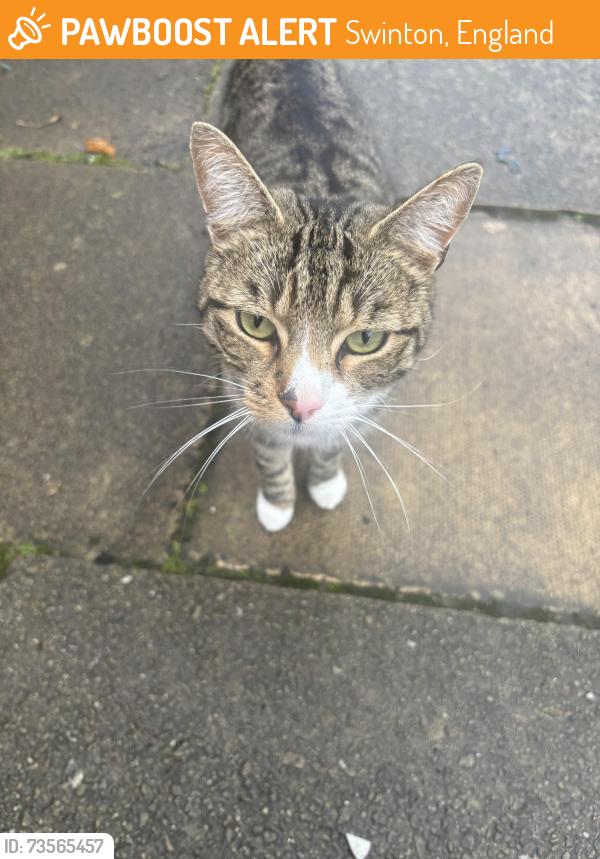 Found/Stray Unknown Cat last seen Charles Street, Swinton, England 
