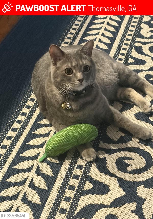 Lost Male Cat last seen Washington, Thomasville, GA 31792