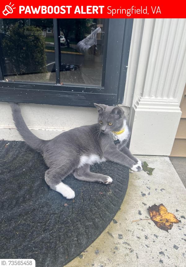 Lost Male Cat last seen Rocky forge ct. Springfield, Springfield, VA 22153