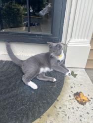 Lost Male Cat last seen Rocky forge ct. Springfield, Springfield, VA 22153