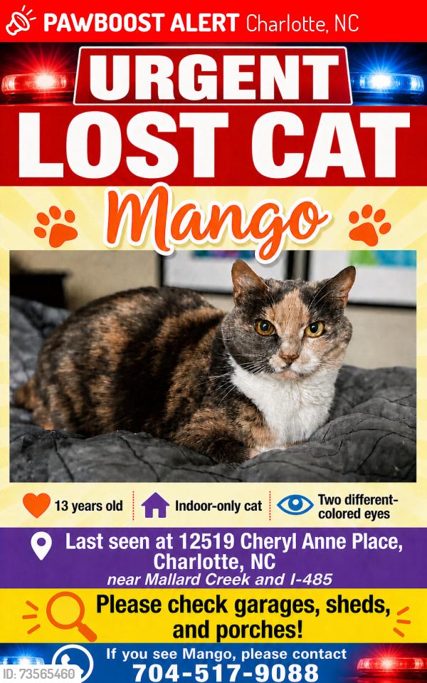 Lost Female Cat last seen Mallard creek and 485, Charlotte, NC 28262