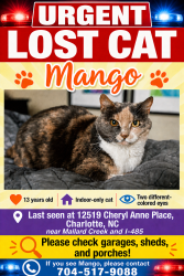 Lost Female Cat last seen Mallard creek and 485, Charlotte, NC 28262